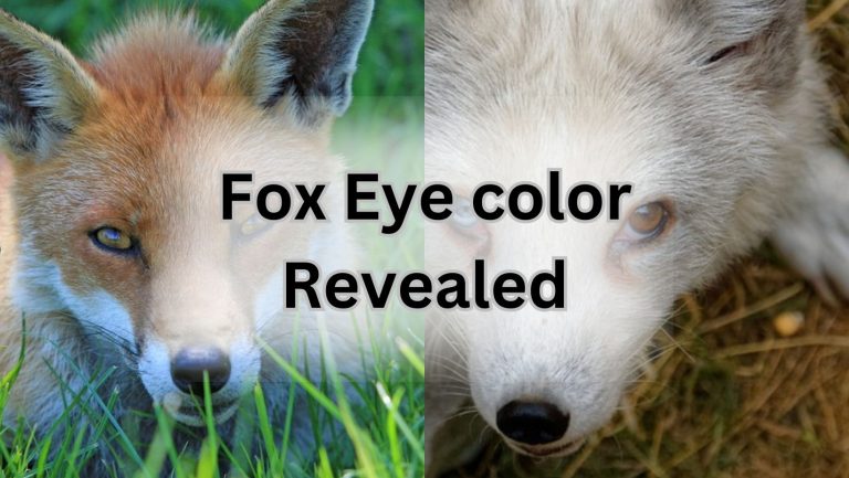 Mesmerizing Fox Eyes: Unveiling the Enchanting Color Secret!