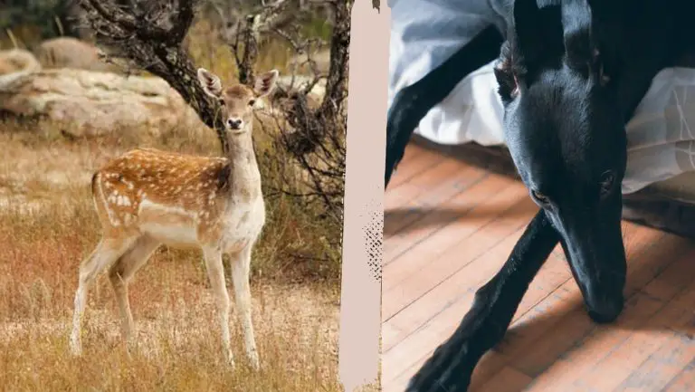 Unlock the Mystery: Dogs and Deer Legs