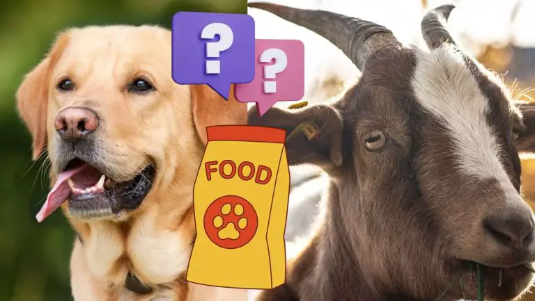 Unleash the Truth: Can Dogs Safely Eat Goat Feed?