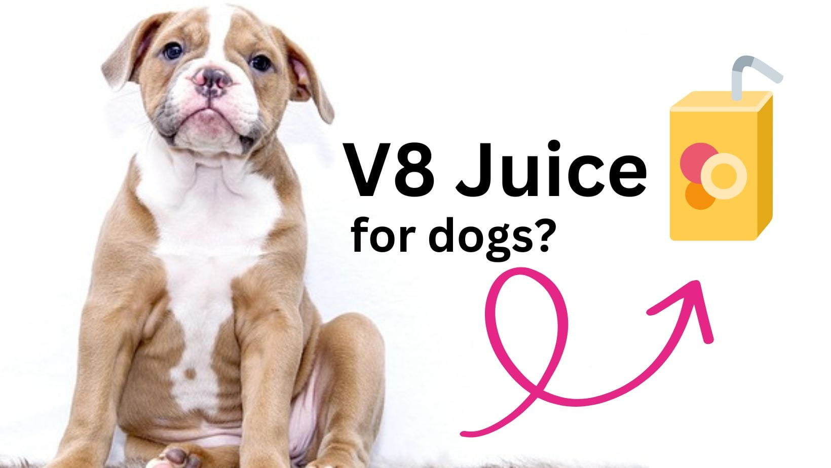 V8 Juice for dogs?