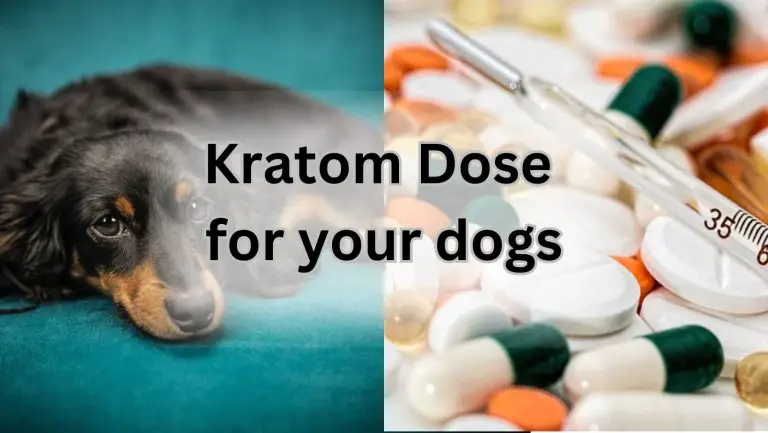 “Safe Dosage Tips for Dogs: Kratom Dosing Guide”