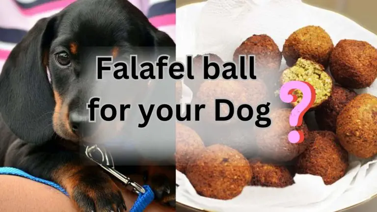 Discover the Surprising Truth: Dogs and Falafel Balls