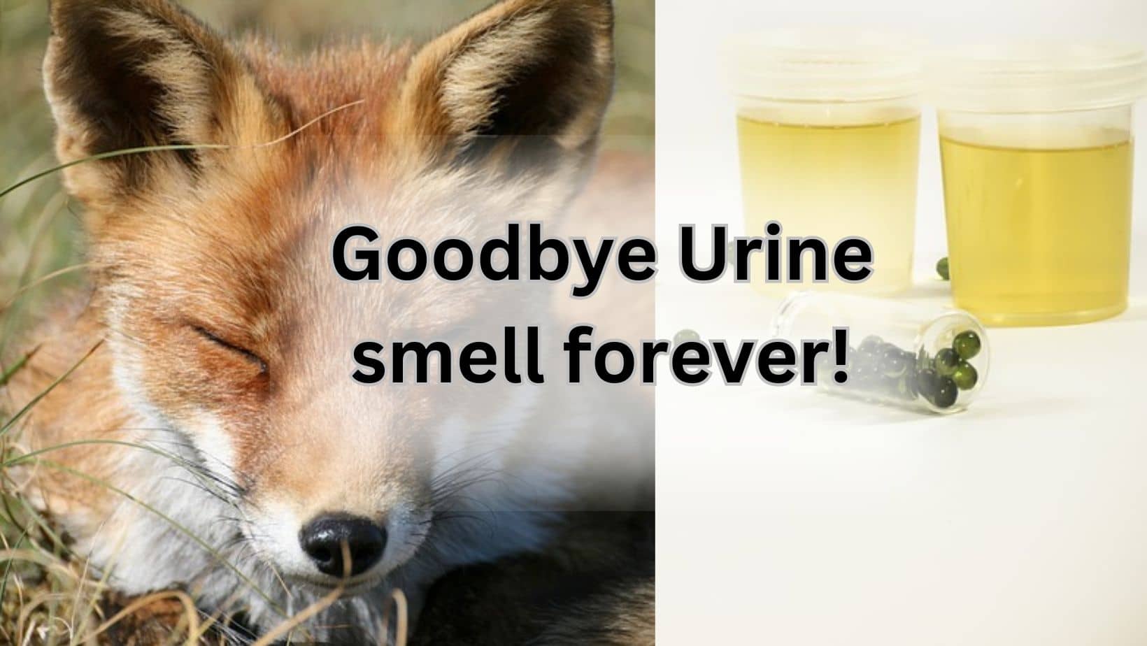 Goodbye to fox urine smell
