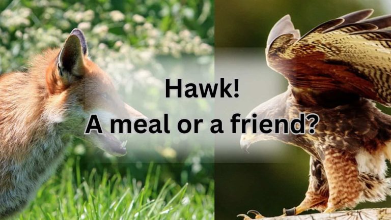 Do Foxes Feast on Hawks? The Ultimate Predator Showdown!