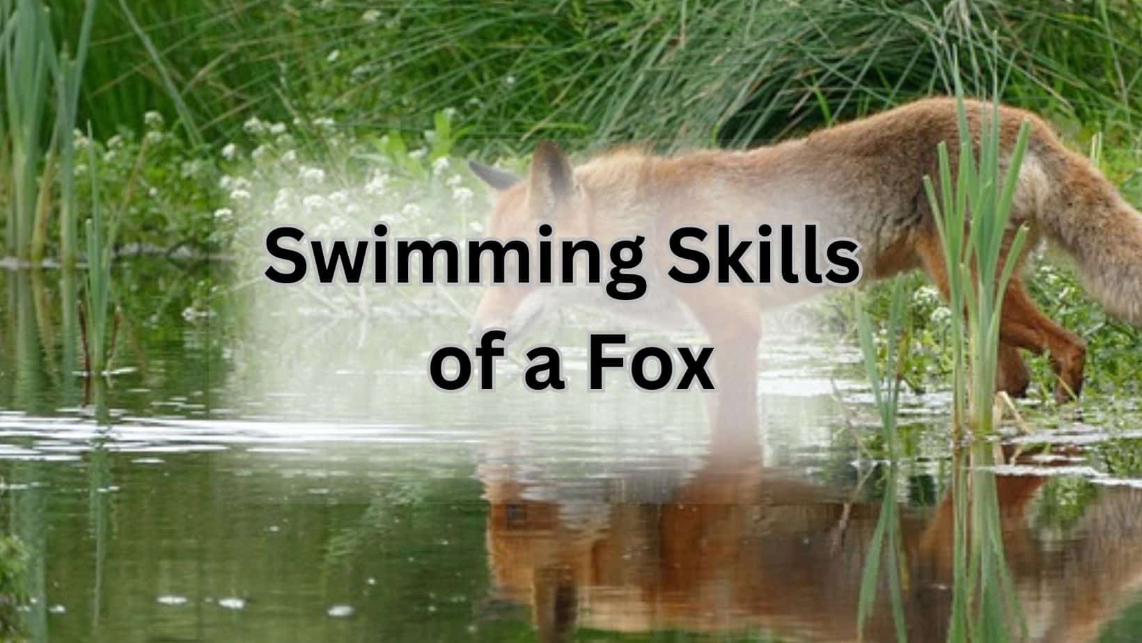 Aquatic skills of a fox