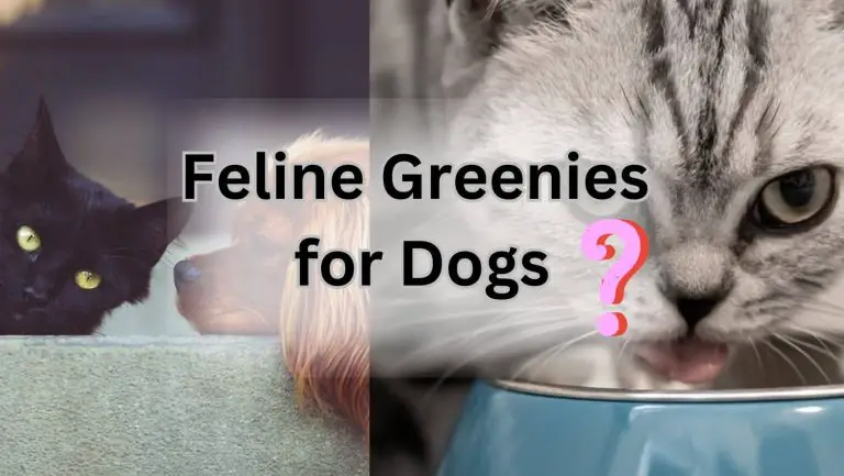 Discover if Dogs Can Eat Feline Greenies Pill Pockets