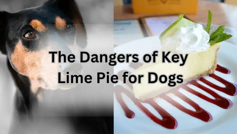 “Can Dogs Safely Enjoy Key Lime Pie? Find Out Now!”