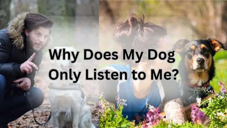 Why Does My Dog Only Listen to Me? Unveiling the Secret!