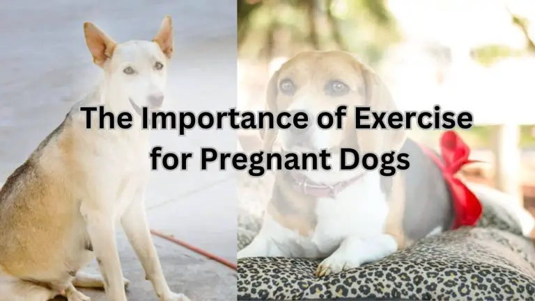 “Can a Pregnant Dog Safely Jump and Play?”