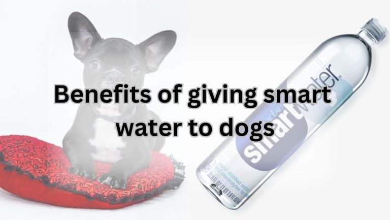 “Can Dogs Safely Hydrate with Smart Water? Find Out!”