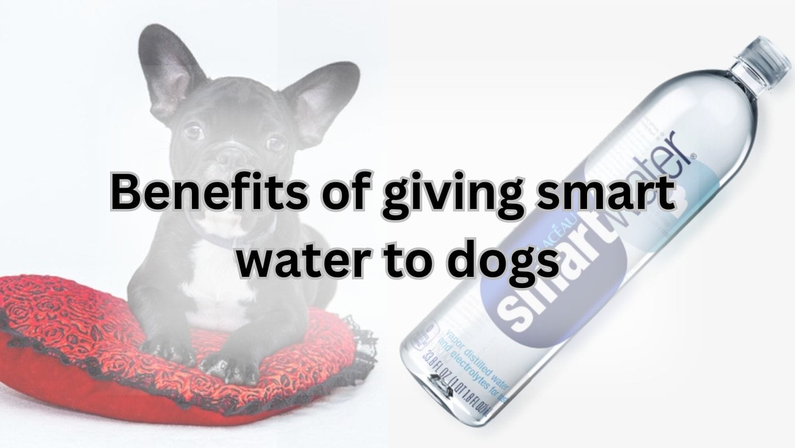 Smart water for dogs