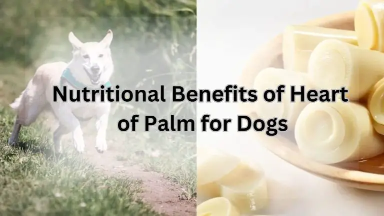 “Can Dogs Safely Enjoy Heart of Palm? Find Out!”