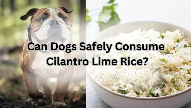 “Can Dogs Safely Enjoy Cilantro Lime Rice? Find Out!”