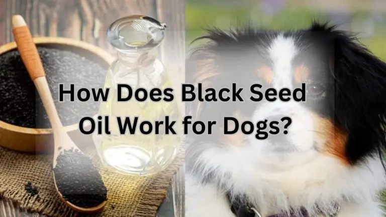 “Unlock the Benefits: Can Dogs Safely Have Black Seed Oil?”