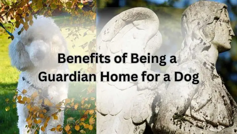 What is a Guardian Home? Discover the Secret to Happy Dogs!