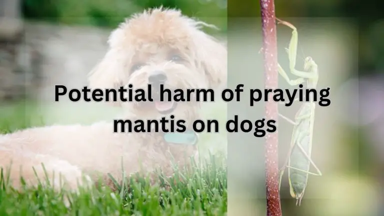 Protect Your Pup: Unveiling the Danger of Praying Mantises