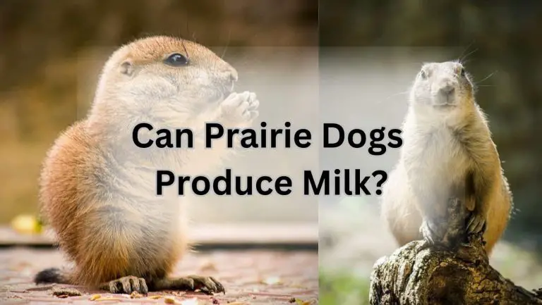 Unveiling the Surprising Truth: Prairie Dogs and Milking