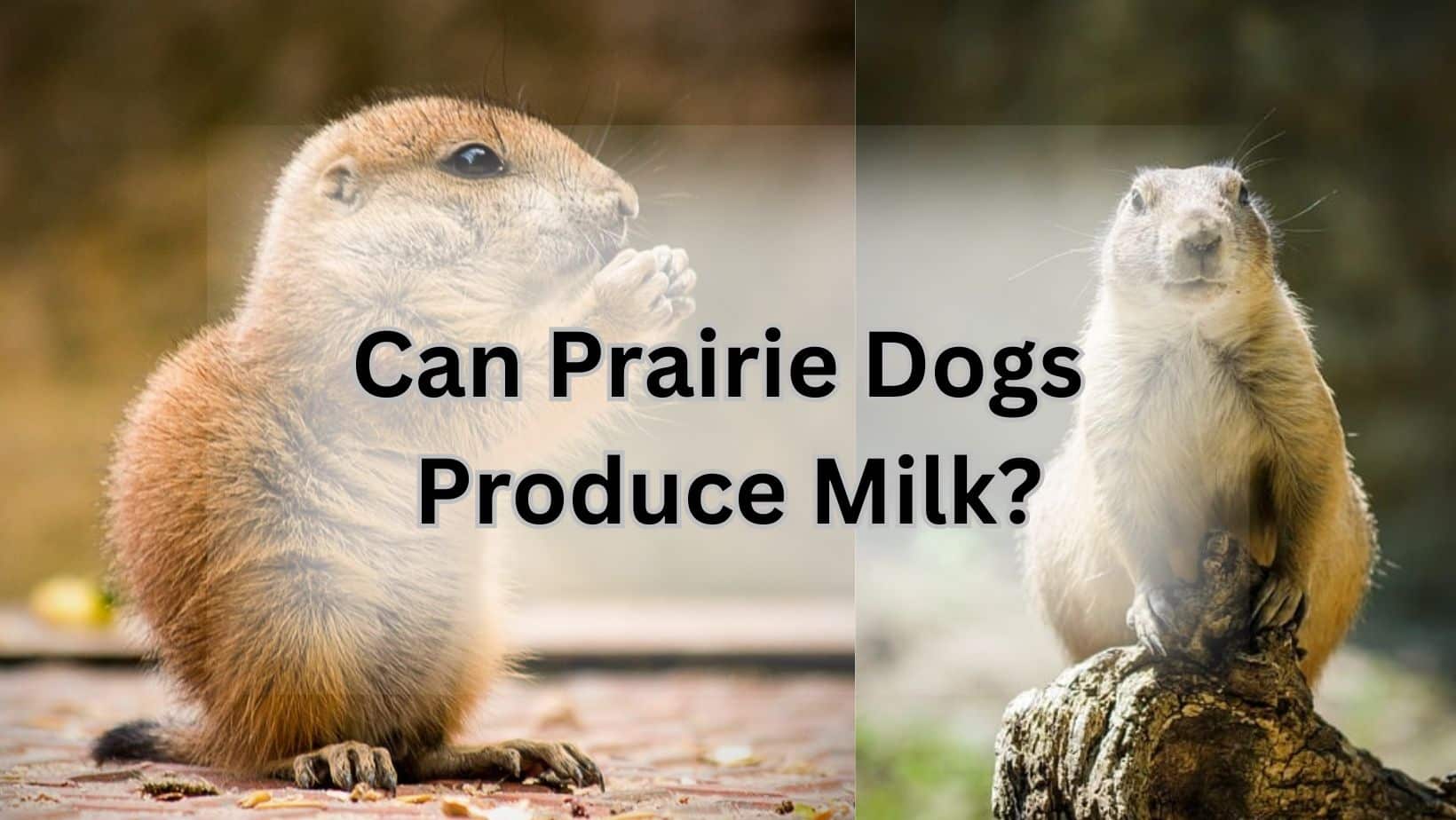 Can Prairie Dogs Produce Milk?