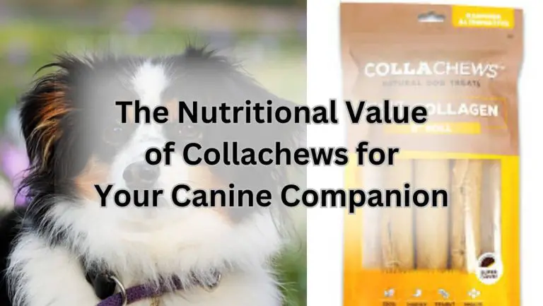 “Discover the Benefits of Collachews for Dogs”