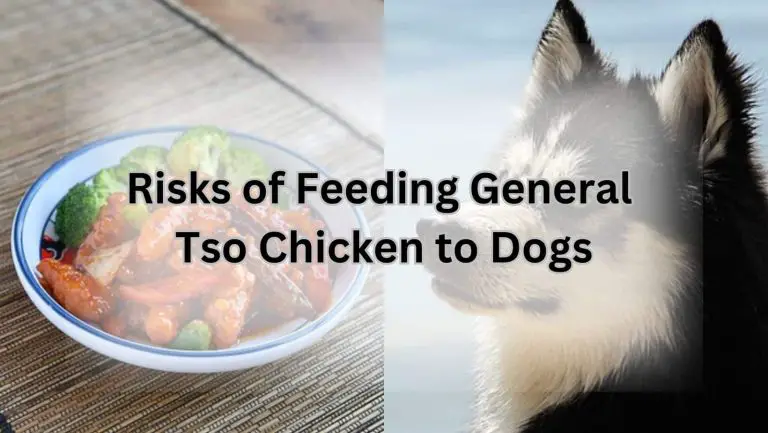 “Discover if Dogs Can Safely Enjoy General Tso Chicken”