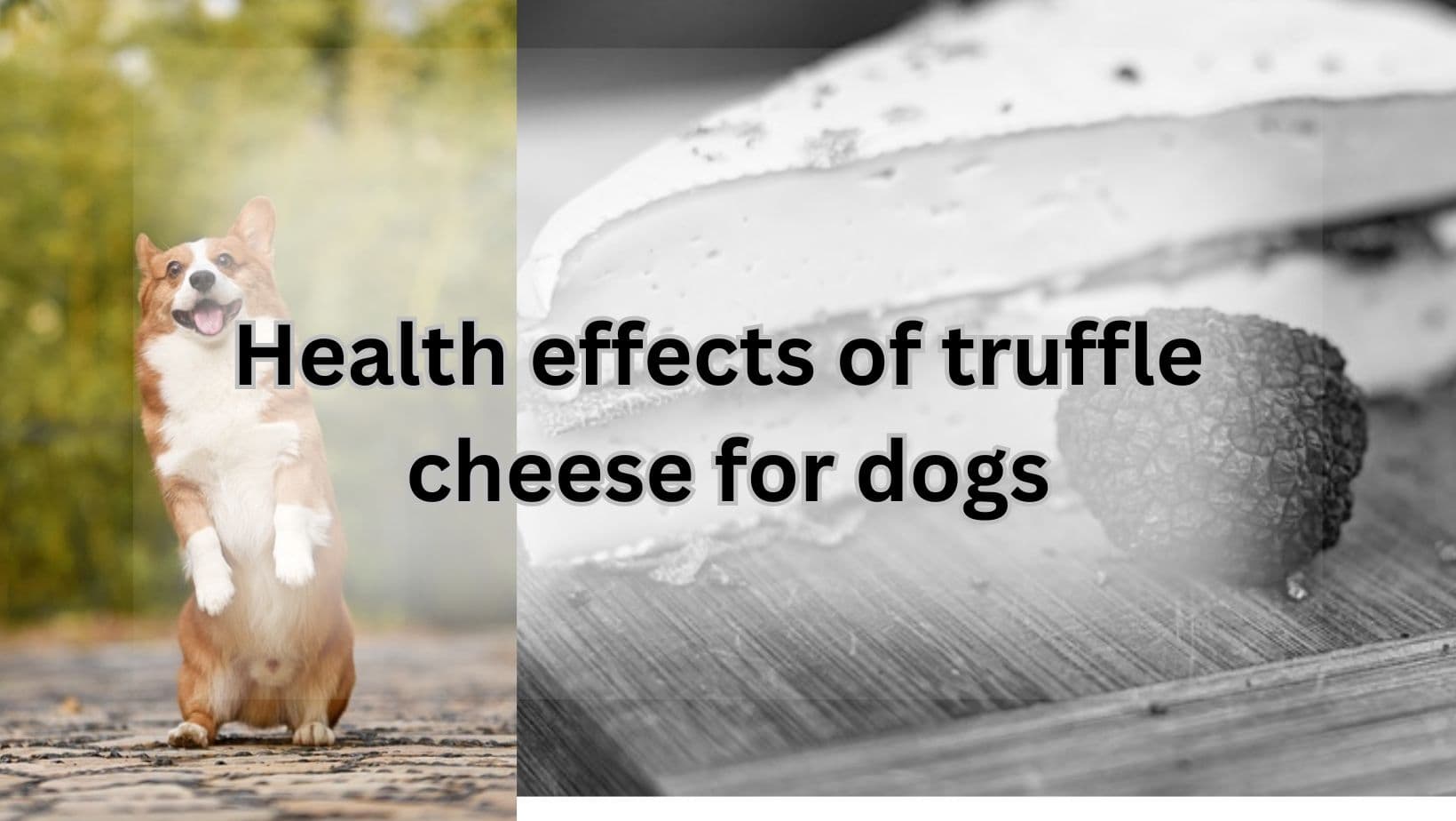 Truffle cheese for dogs
