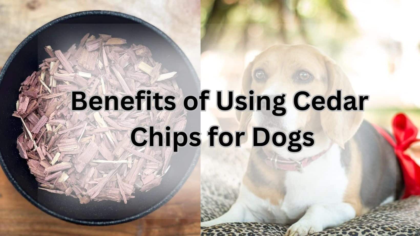 Cedar Chips for Dogs