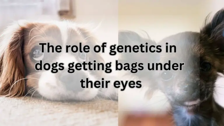 Do Dogs Develop Eye Bags When Exhausted? Find Out!