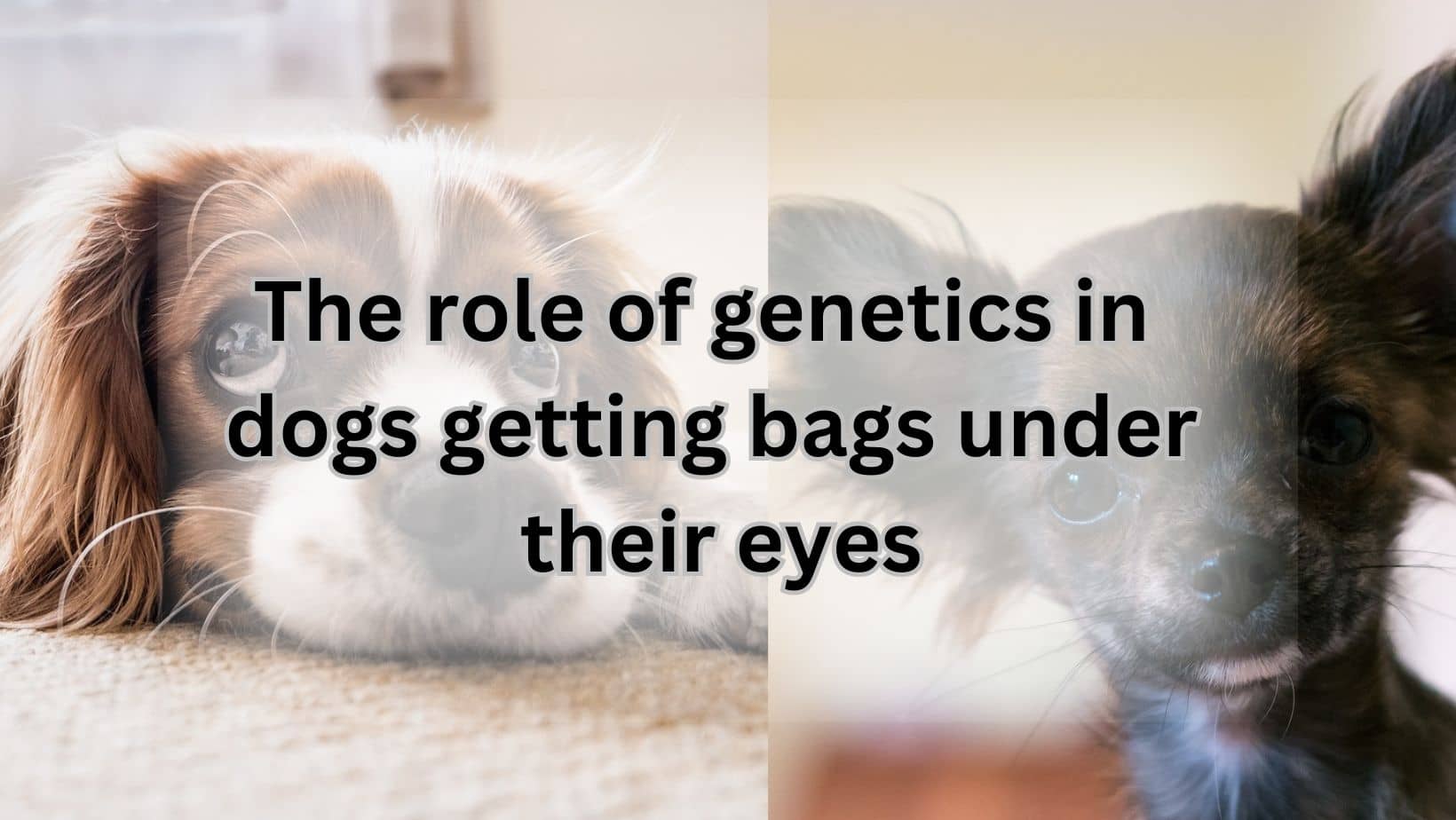 dogs getting bags under their eyes