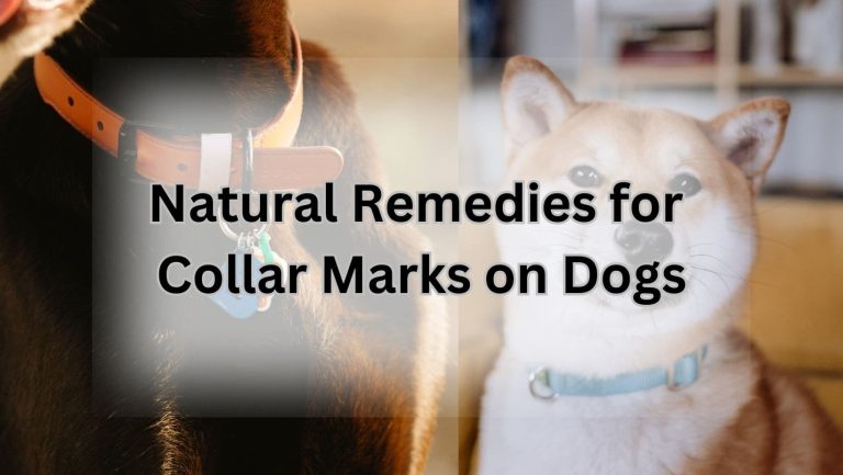 Get Rid of Collar Marks on Your Dog with These Tips
