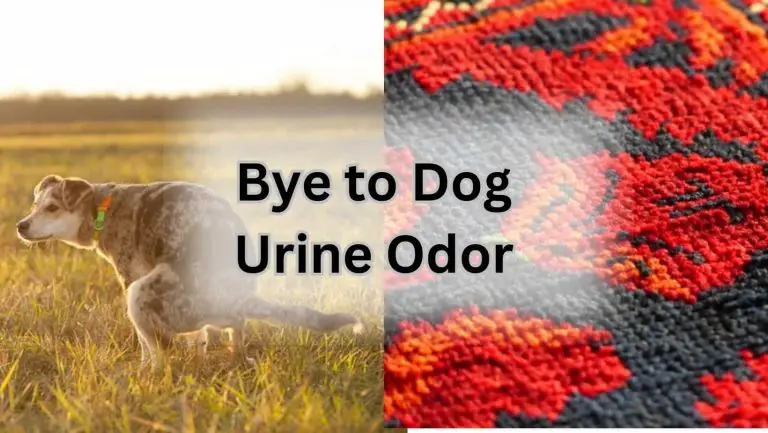 Effortlessly Clean Wool Carpet: Say Goodbye to Dog Urine Odor