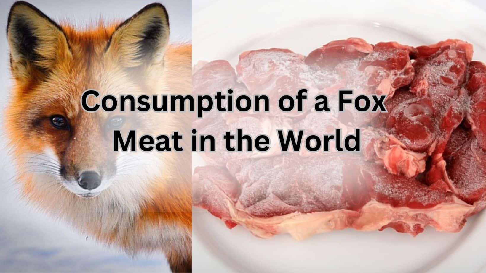 Consumption of a fox meat