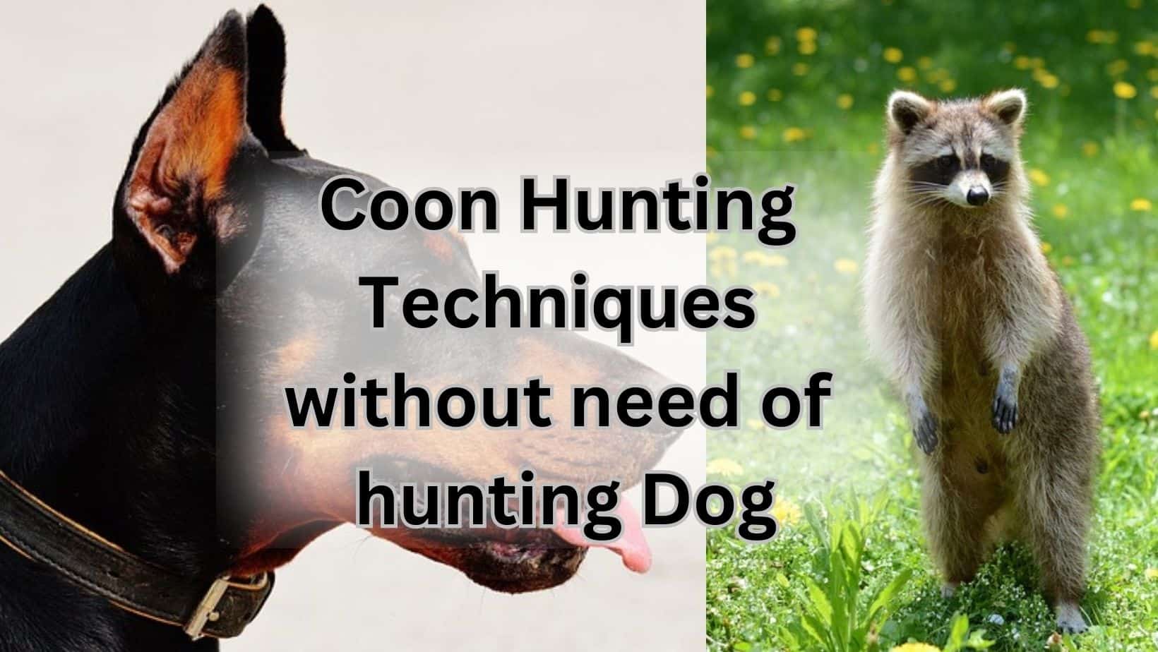 Coon hunting without dog