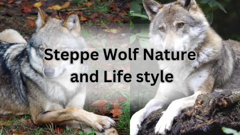 Steppe Wolves: Unleashing the Wild Beauty of the Grasslands