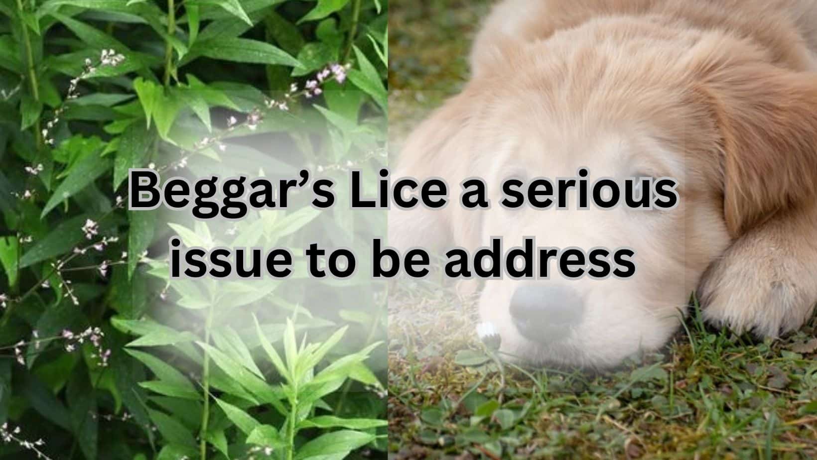 Beggar's lice in dogs