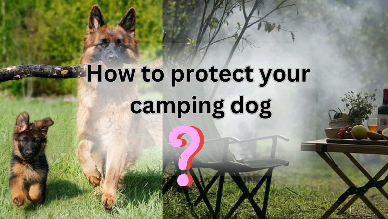 protect your camping dog