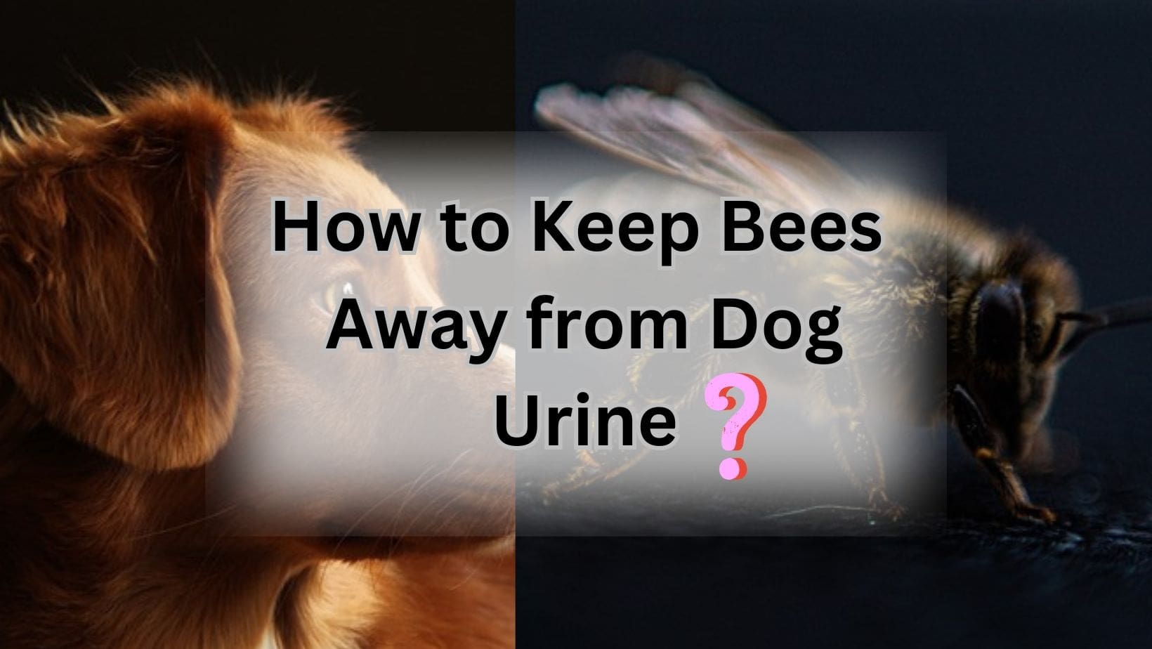 How to Keep Bees Away from Dog Urine?