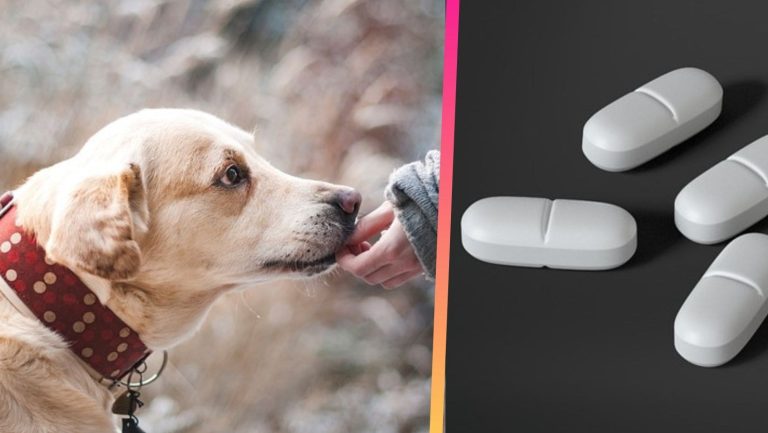 Can Amoxicillin Cause Constipation in Dogs?