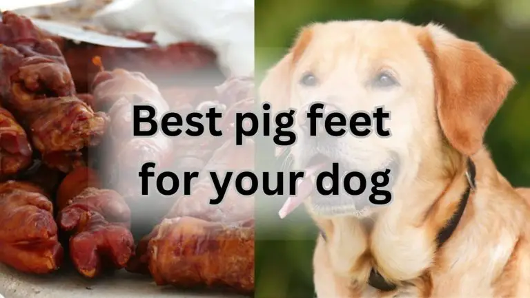 Prepare Delicious Pigs Feet for Your Canine Companion