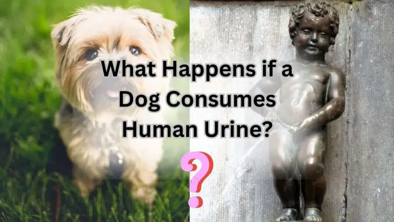 “Is Human Urine Toxic to Dogs? Discover the Truth.”