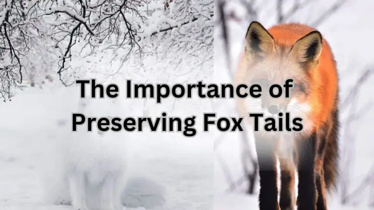 Preserve Fox Tail Like a Pro: Tips and Tricks