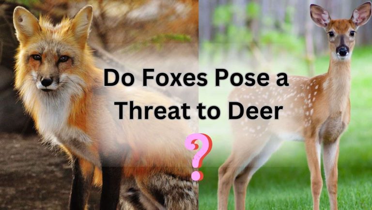Will Foxes Scare Deer Away? Uncover the Surprising Truth!