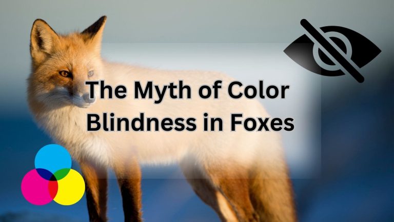 Are Foxes Really Color Blind? Unveiling Nature’s Mysteries!