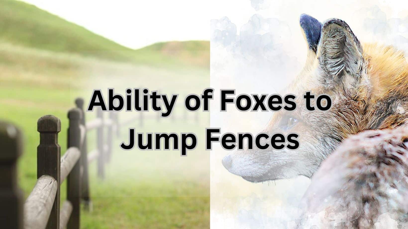 Jumping abilities of a fox