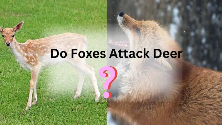 Do Foxes Really Attack Deer? Uncover the Wild Truth!