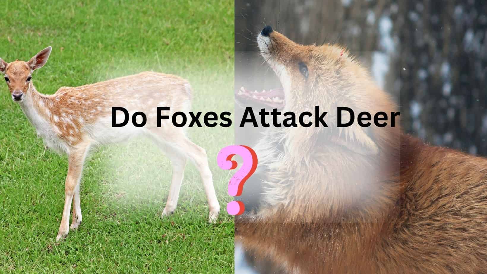 Do Foxes Attack Deer