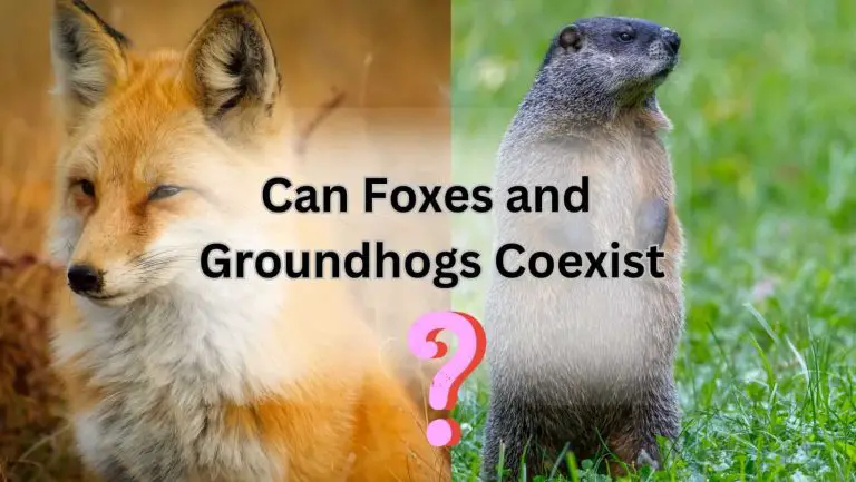 Do Crafty Foxes Feast on Groundhogs in the Wild?