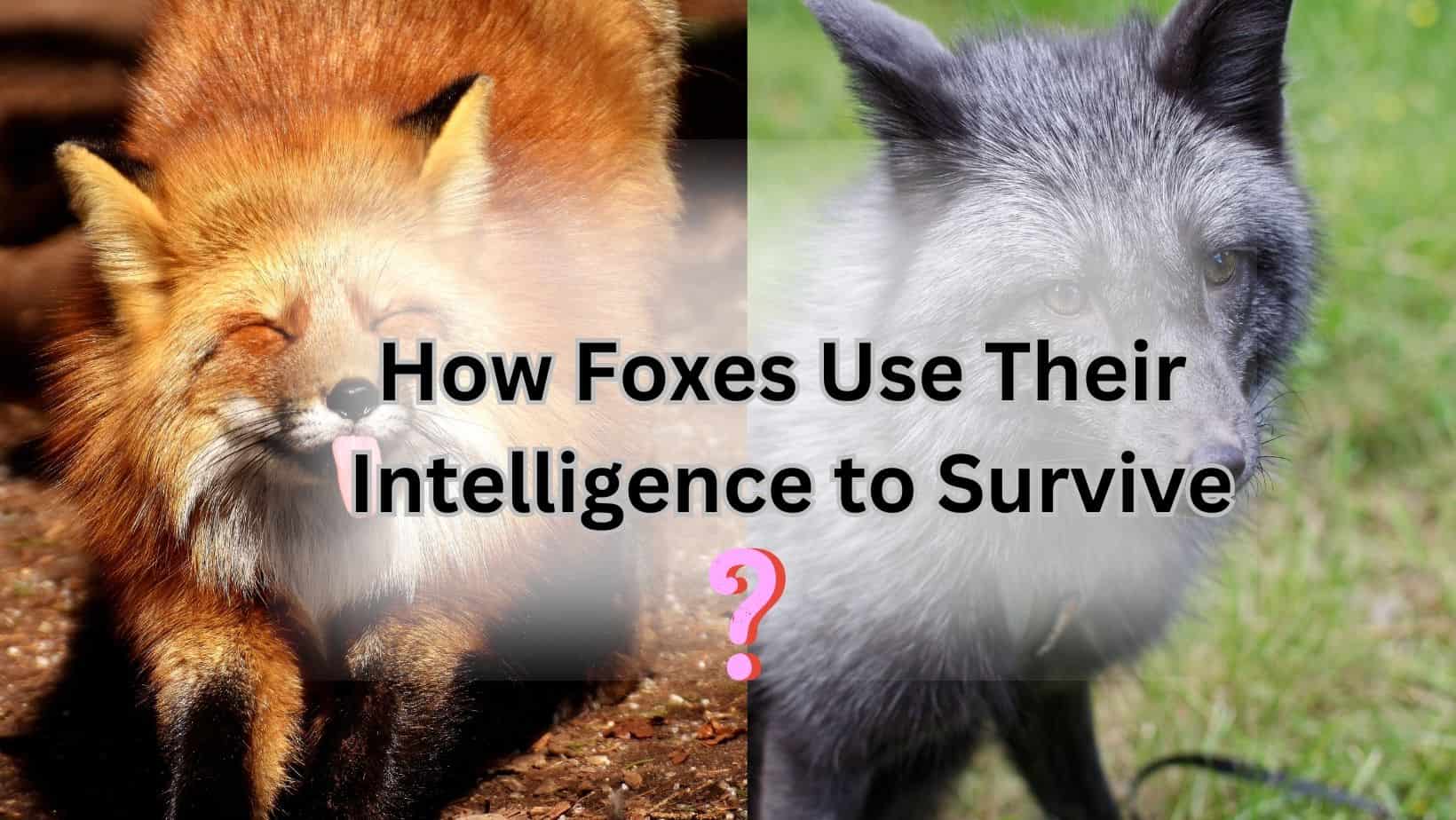 how smart is a fox