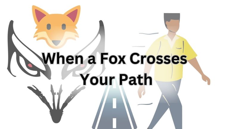 Curious Encounter: When a Fox Crosses Your Path
