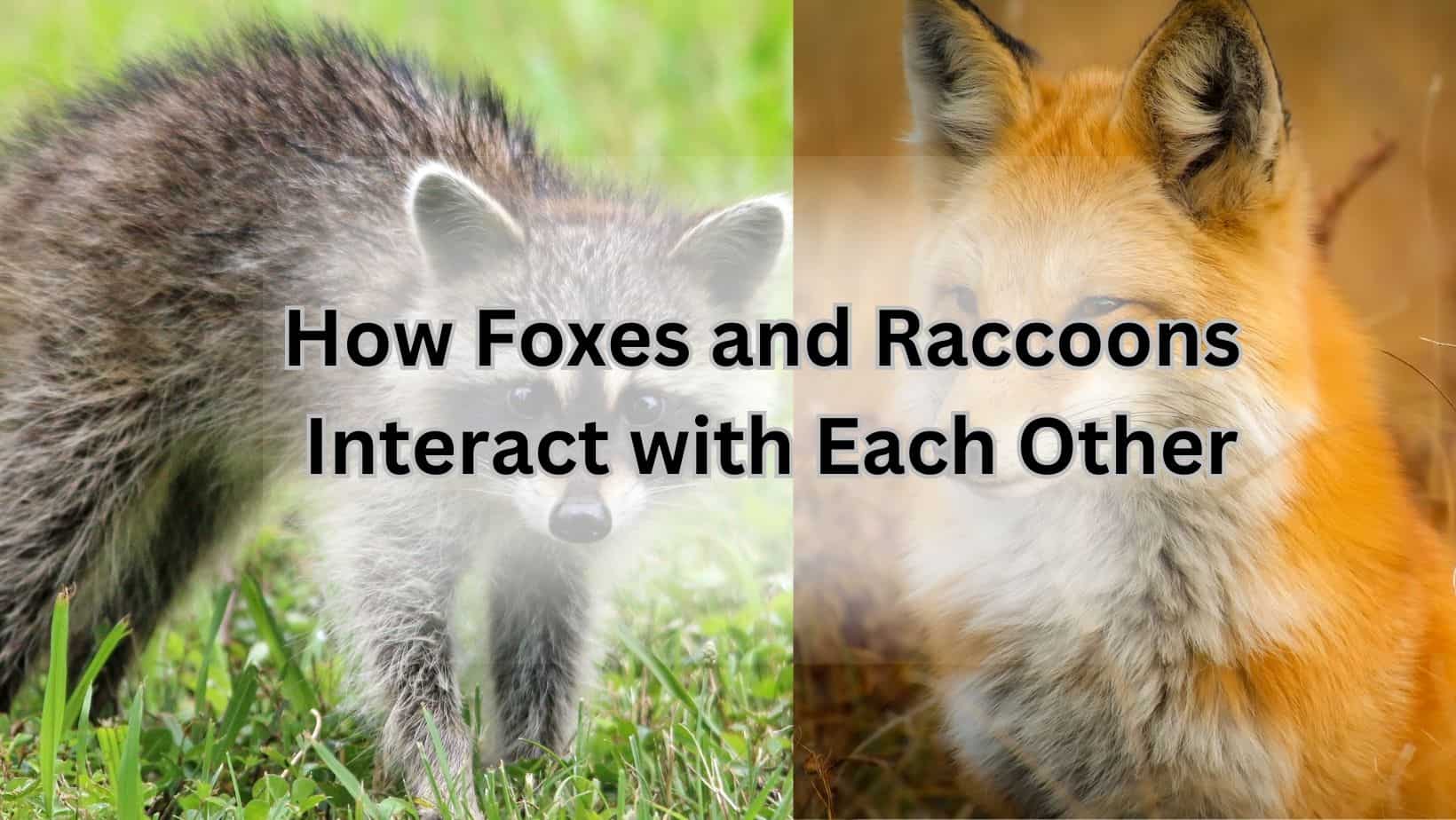 Fox and raccoons