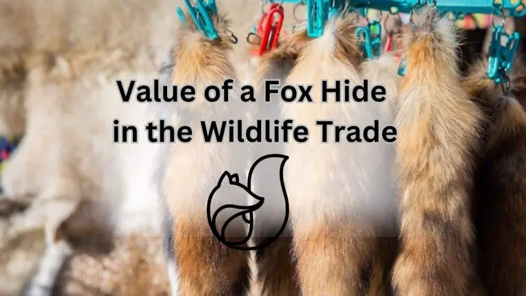 Unveiling the Mysterious Value of a Fox Hide
